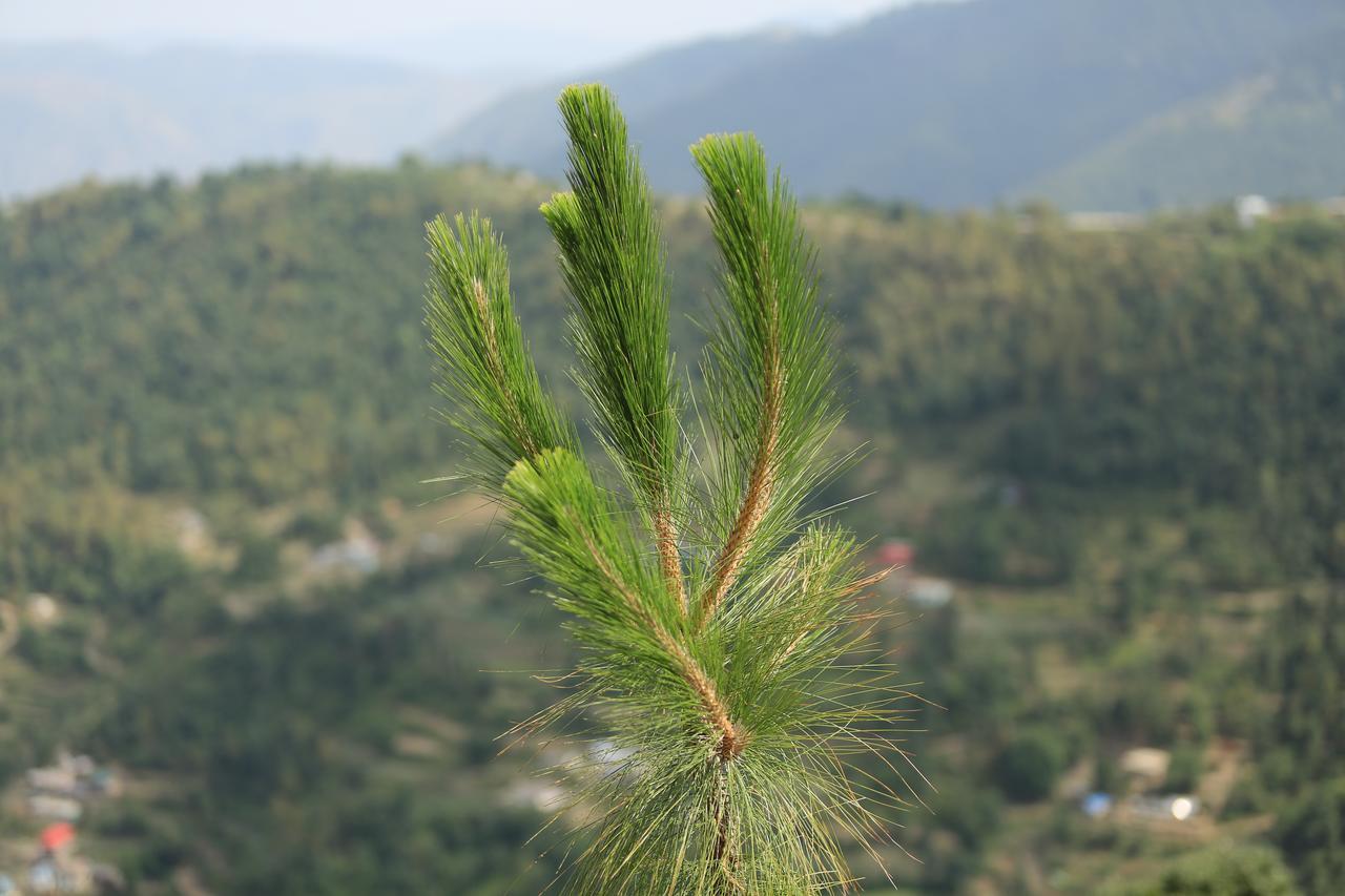 Jungle Livinn Resort Chail Exterior foto